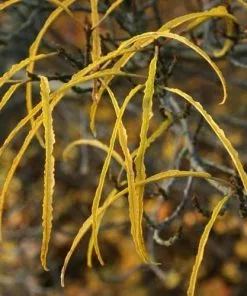 Future Forests Trees Frangula Alnus Asplenifolia