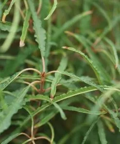 Future Forests Trees Frangula Alnus Asplenifolia