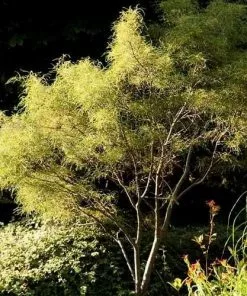 Future Forests Trees Frangula Alnus Asplenifolia