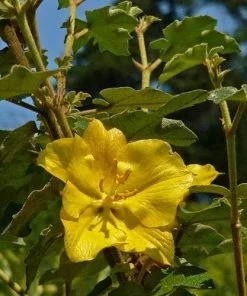 Future Forests Fremontodendron California Glory Shrubs