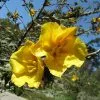 Future Forests Fremontodendron California Glory Shrubs