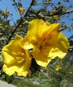 Future Forests Fremontodendron California Glory Shrubs