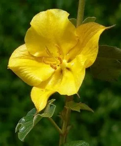 Future Forests Fremontodendron California Glory Shrubs