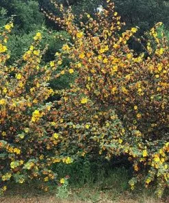 Future Forests Fremontodendron California Glory Shrubs