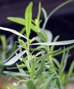 Future Forests Tarragon, French Herbs