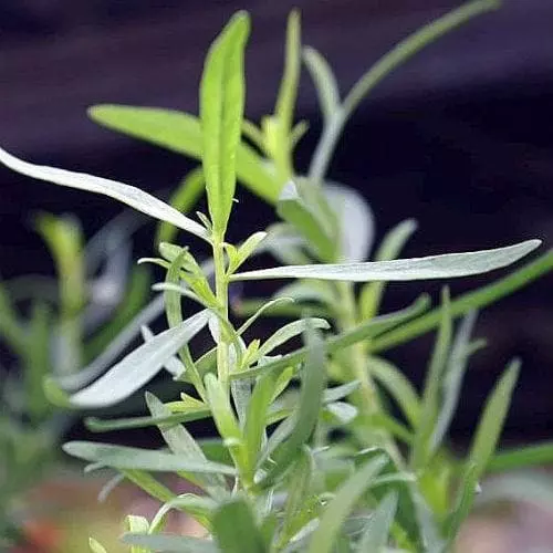 Future Forests Tarragon, French Herbs 3 Future Forests Tarragon, French Herbs
