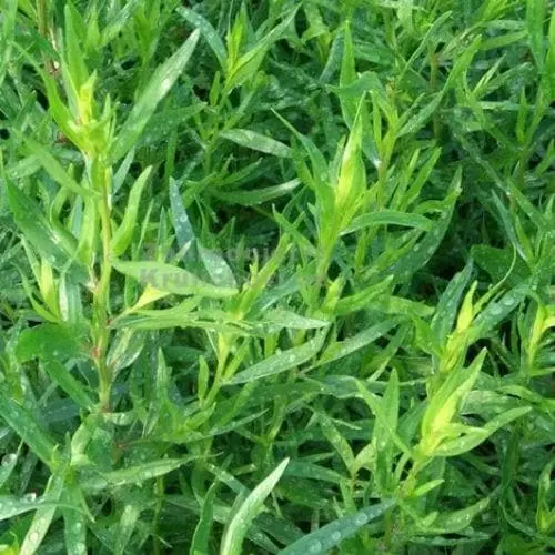 Future Forests Tarragon, French Herbs 4 Future Forests Tarragon, French Herbs