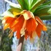 Future Forests Fritillaria Imperialis Rubra Maxima