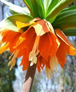 Future Forests Fritillaria Imperialis Rubra Maxima