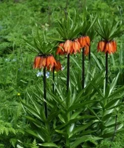 Future Forests Fritillaria Imperialis Rubra Maxima