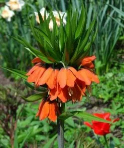 Future Forests Fritillaria Imperialis Rubra Maxima