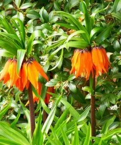Future Forests Fritillaria Imperialis Rubra Maxima