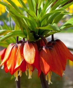 Future Forests Fritillaria Imperialis Rubra Maxima