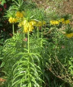 Future Forests Bulbs Fritillaria Imperialis Maxima Lutea