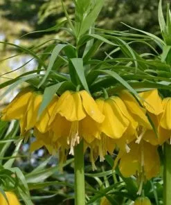 Future Forests Bulbs Fritillaria Imperialis Maxima Lutea