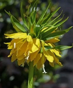 Future Forests Bulbs Fritillaria Imperialis Maxima Lutea