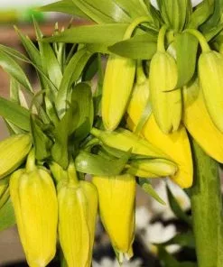 Future Forests Bulbs Fritillaria Imperialis Maxima Lutea