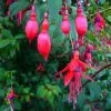 Future Forests Fuchsia Riccartonii - Red Fuchsia Hedging