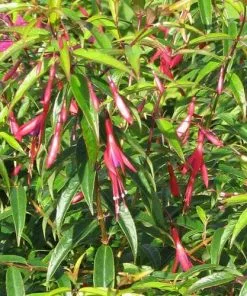 Future Forests Fuchsia Hatschbachii Shrubs