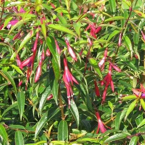 Future Forests Fuchsia Hatschbachii Shrubs 3 Future Forests Fuchsia Hatschbachii Shrubs