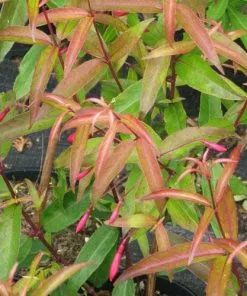 Future Forests Fuchsia Hatschbachii Shrubs 9 Future Forests Fuchsia Hatschbachii Shrubs