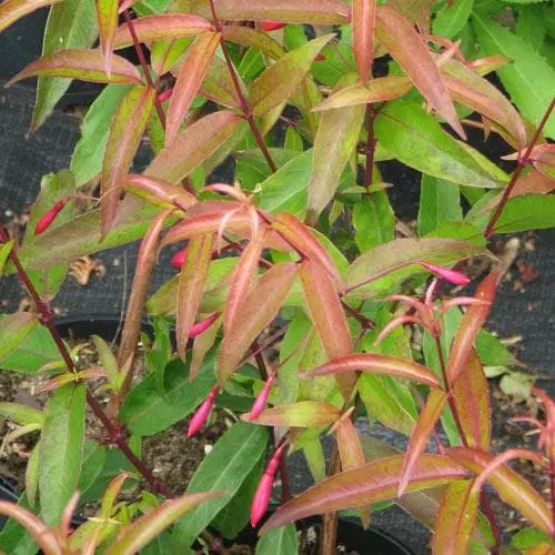 Future Forests Fuchsia Hatschbachii Shrubs 6 Future Forests Fuchsia Hatschbachii Shrubs