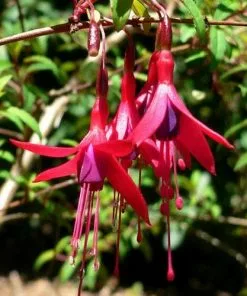 Future Forests Fuchsia Hatschbachii Shrubs