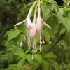 Future Forests Fuchsia Magellanica Alba - Pink / White Fuchsia