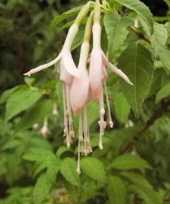 Future Forests Fuchsia Magellanica Alba - Pink / White Fuchsia