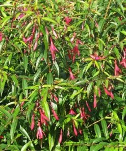 Future Forests Fuchsia Hatschbachii Shrubs 8 Future Forests Fuchsia Hatschbachii Shrubs