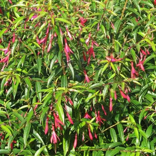 Future Forests Fuchsia Hatschbachii Shrubs 5 Future Forests Fuchsia Hatschbachii Shrubs