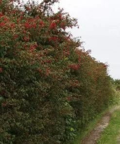 Future Forests Fuchsia Riccartonii - Red Fuchsia Hedging