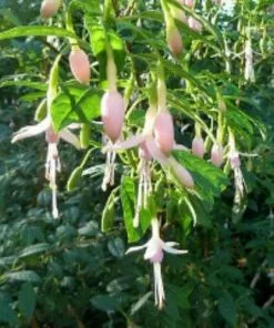 Future Forests Fuchsia Magellanica Alba - Pink / White Fuchsia