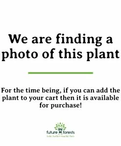 Future Forests Shrubs Cornus Alba Miracle PBR