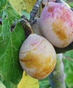 Future Forests Plum Coe's Golden Drop