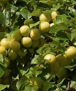 Future Forests Plum Coe's Golden Drop