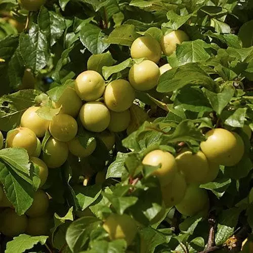 Future Forests Plum Coe's Golden Drop 4 Future Forests Plum Coe's Golden Drop