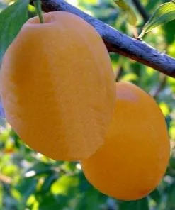 Future Forests Plum Coe's Golden Drop 9 Future Forests Plum Coe's Golden Drop