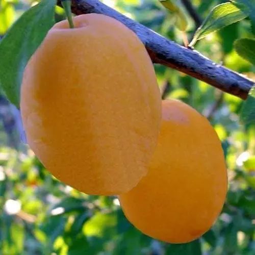 Future Forests Plum Coe's Golden Drop 6 Future Forests Plum Coe's Golden Drop