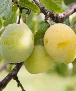 Future Forests Plum Coe's Golden Drop 8 Future Forests Plum Coe's Golden Drop