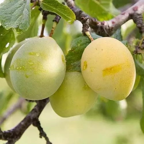 Future Forests Plum Coe's Golden Drop 5 Future Forests Plum Coe's Golden Drop