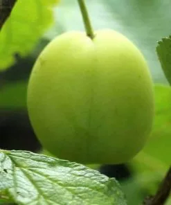 Future Forests Gage Cambridge Gage Fruit