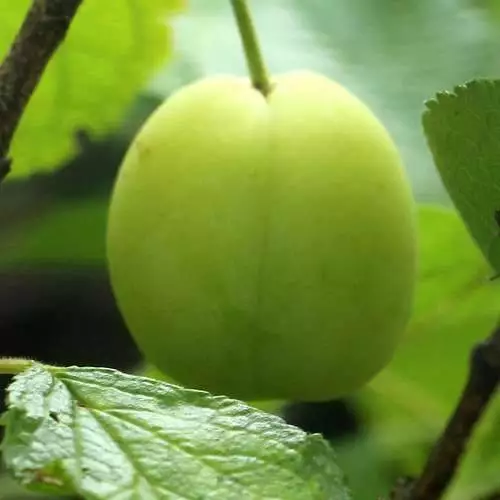 Future Forests Gage Cambridge Gage Fruit 4 Future Forests Gage Cambridge Gage Fruit