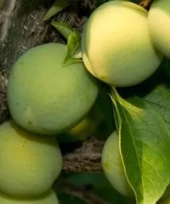 Future Forests Gage Cambridge Gage Fruit