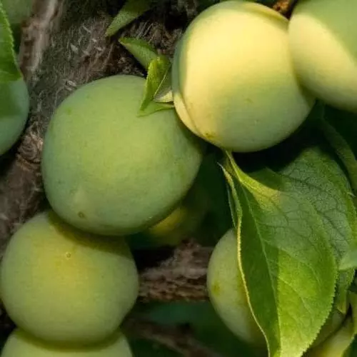 Future Forests Gage Cambridge Gage Fruit 3 Future Forests Gage Cambridge Gage Fruit