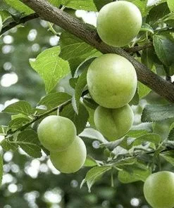 Future Forests Fruit Gage Old Green Gage