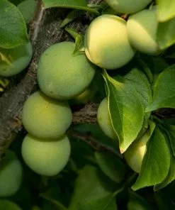 Future Forests Fruit Gage Old Green Gage