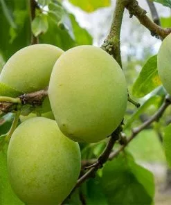 Future Forests Fruit Gage Old Green Gage