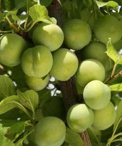 Future Forests Fruit Gage Old Green Gage