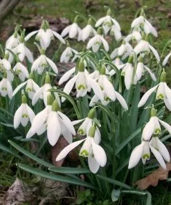 Future Forests Wildflowers Galanthus Nivalis - Snowdrop